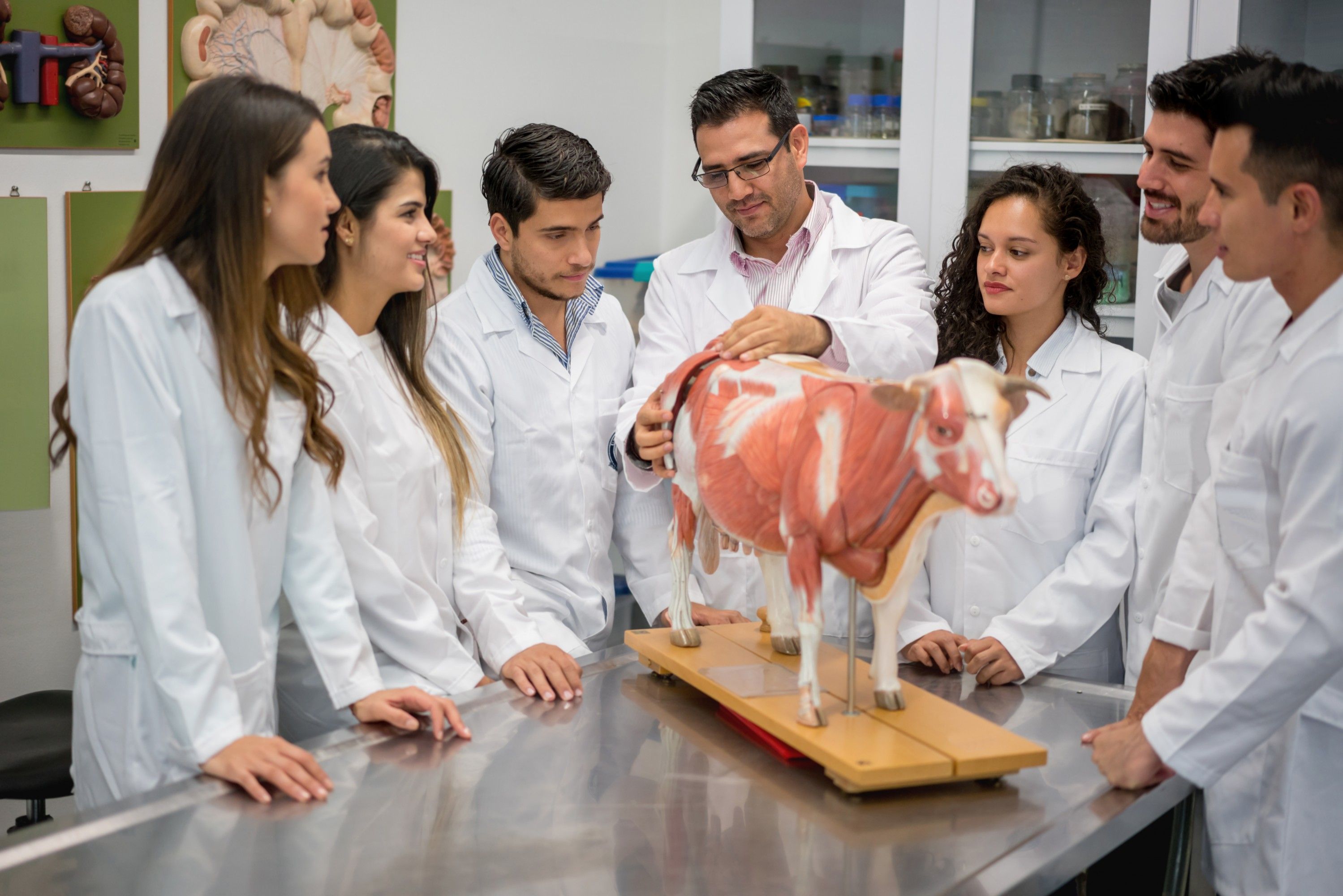 Tudo O Que Voc Precisa Saber Sobre A Faculdade De Veterin Ria