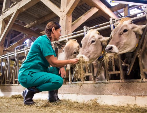 faculdade de veterinária: tratando de vacas