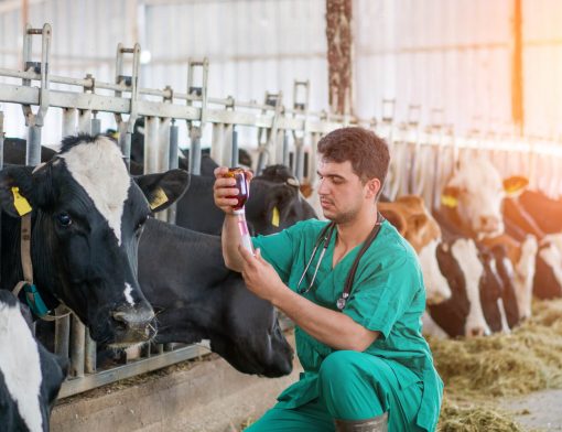Um veterinário em um ambiente com diversos bois