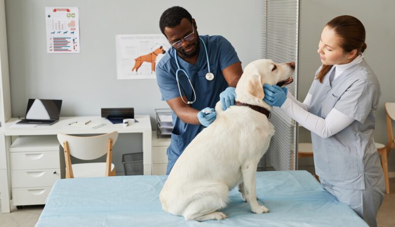 auxiliar de veterinario