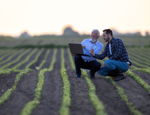 Dois homens olhando o notebook em meio a uma plantação