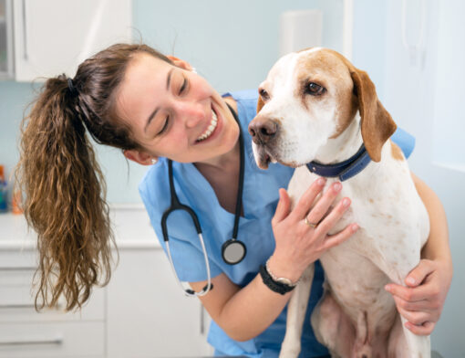 Médica veterinária fazendo carrinho em cachorro