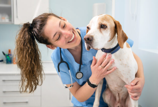 Médica veterinária fazendo carrinho em cachorro